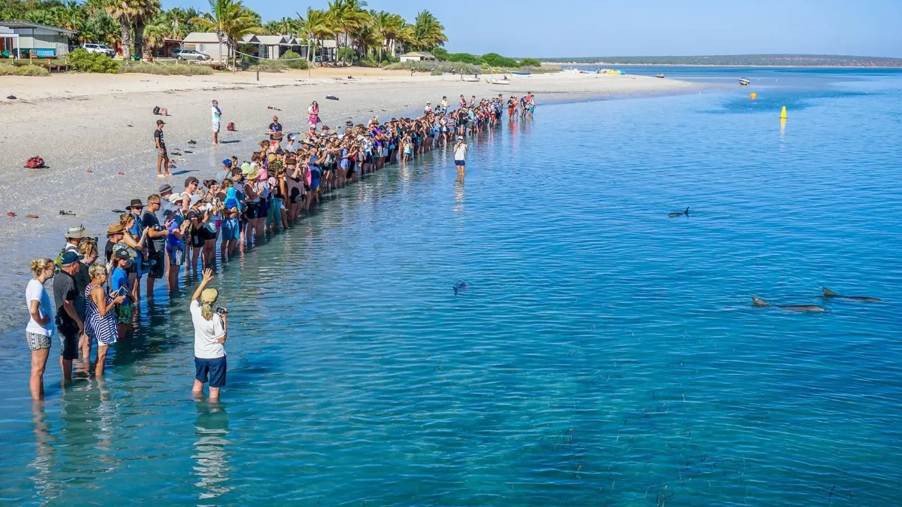 laptopinvestor|Do You Have to Pay to Feed Dolphins at Monkey Mia?