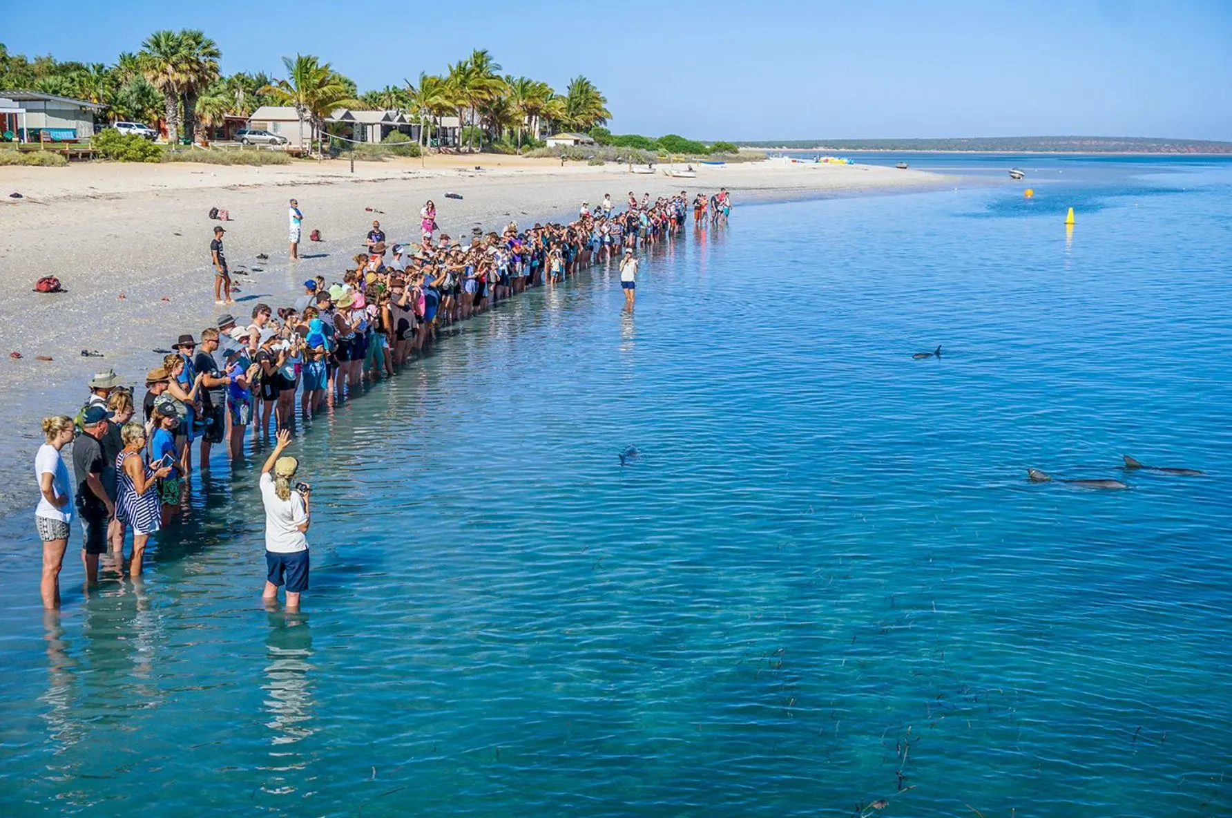 laptopinvestor | Do You Have to Pay to Feed Dolphins at Monkey Mia?