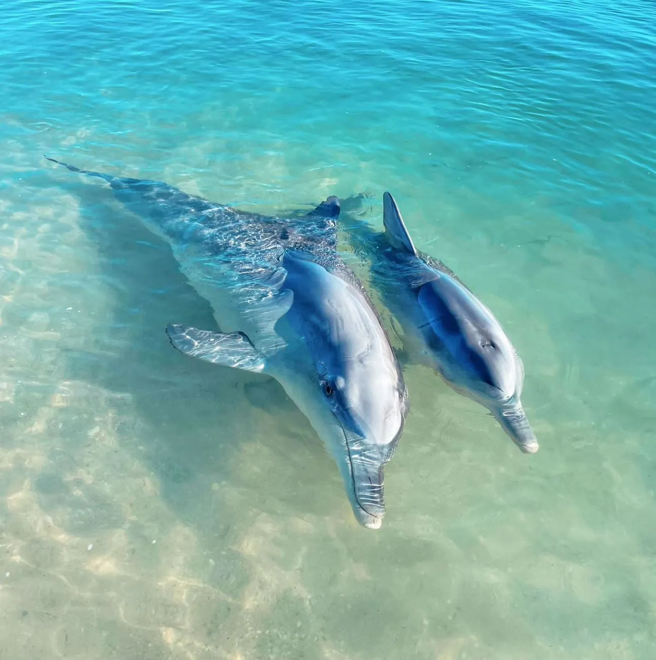 laptopinvestor | Do You Have to Pay to Feed Dolphins at Monkey Mia?