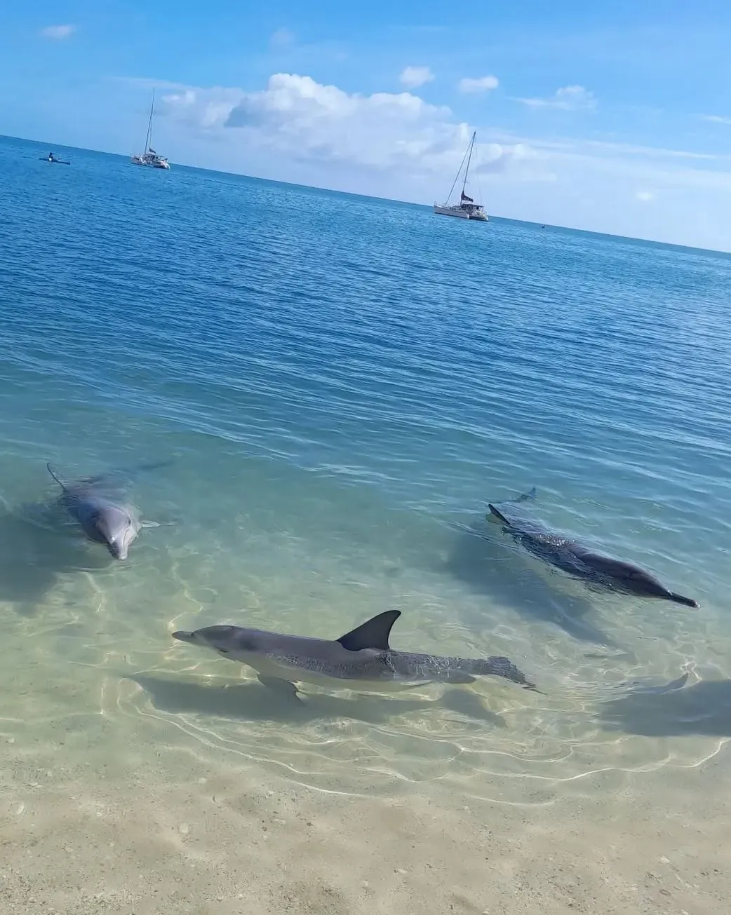 laptopinvestor | Do You Have to Pay to Feed Dolphins at Monkey Mia?