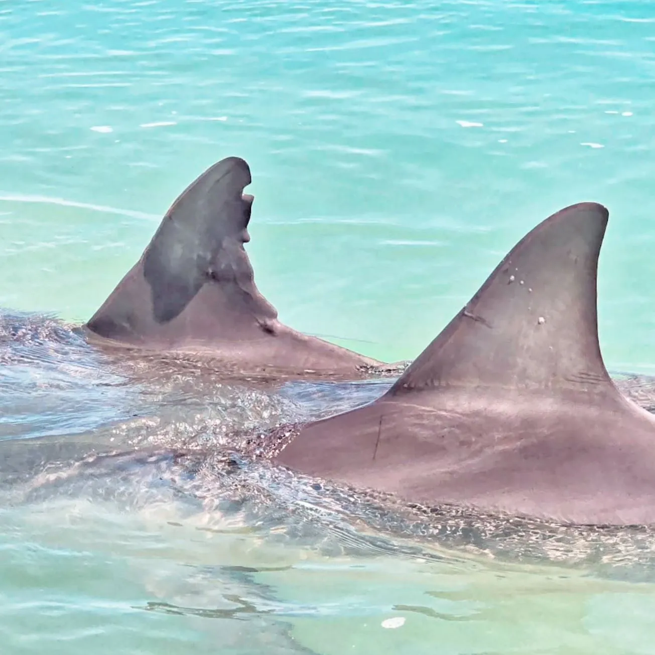laptopinvestor | Do You Have to Pay to Feed Dolphins at Monkey Mia?