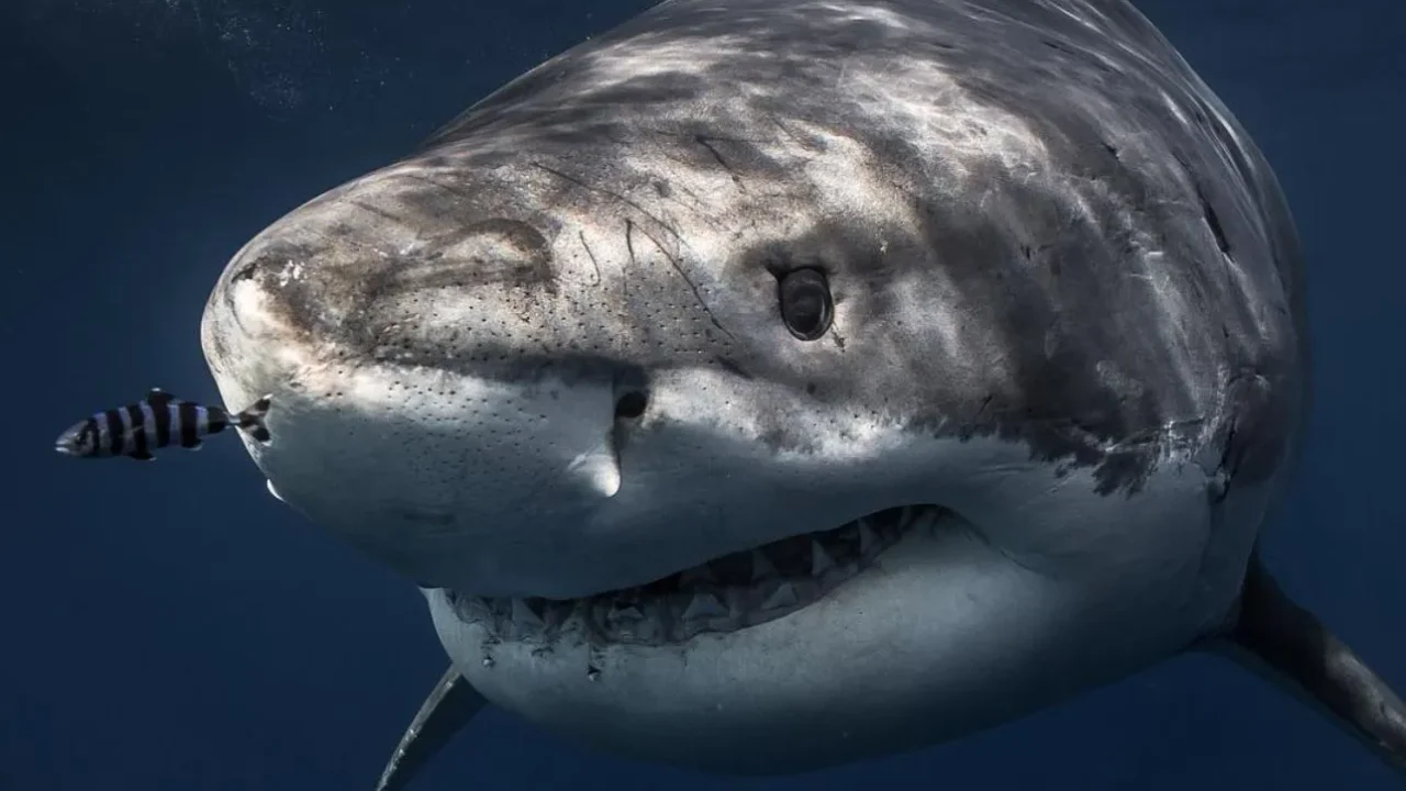 laptopinvestor|Are There Sharks Along the Great Ocean Road?